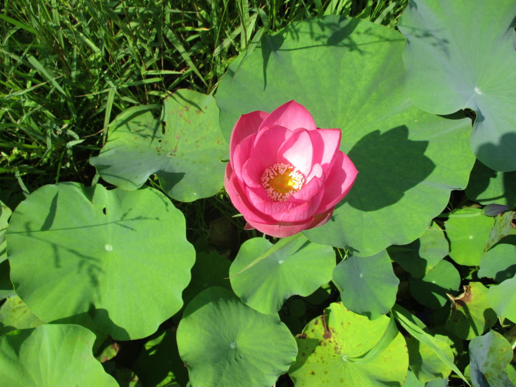 7月３１日現在の開花情報です。 ハスの花が咲いています、入口手前の池にはカワセミの写真を撮りに来る方が多くなって来ました。