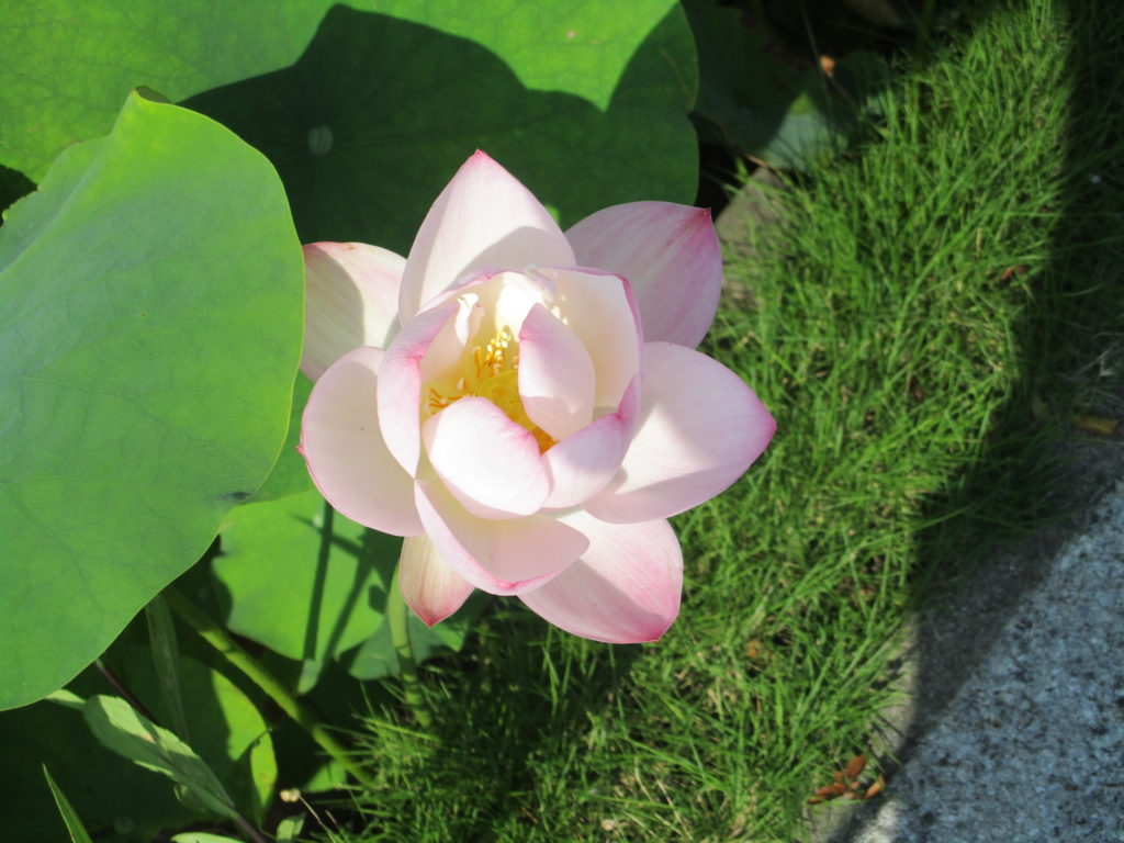 7月３１日現在の開花情報です。 ハスの花が咲いています、入口手前の池にはカワセミの写真を撮りに来る方が多くなって来ました。