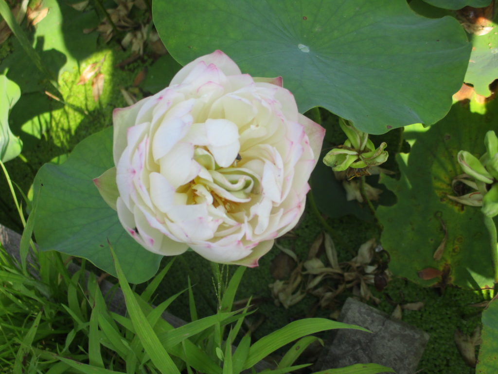 7月３１日現在の開花情報です。 ハスの花が咲いています、入口手前の池にはカワセミの写真を撮りに来る方が多くなって来ました。