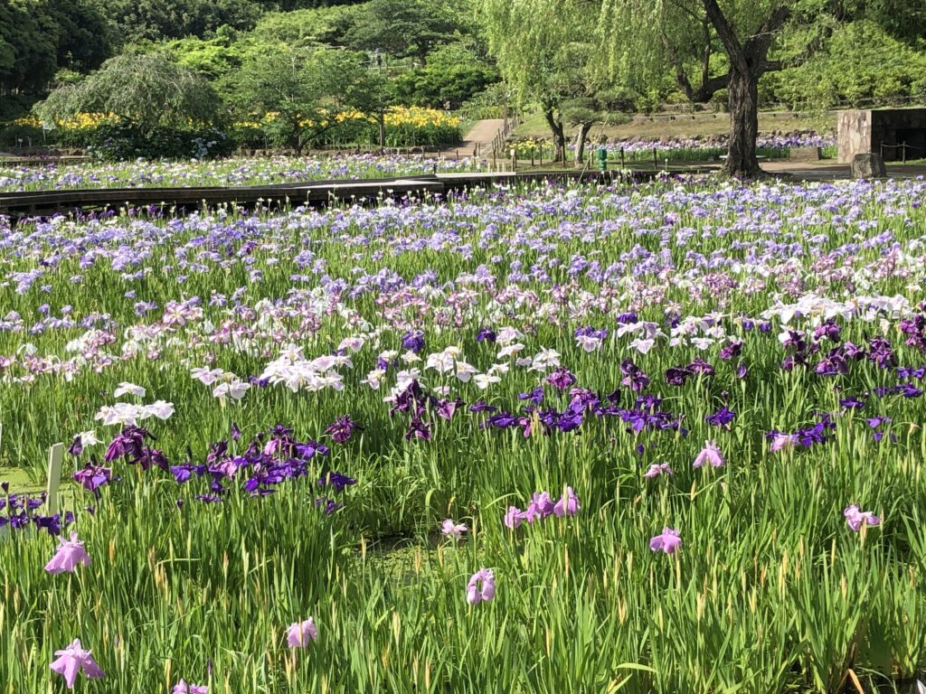 開花情報 | 横須賀しょうぶ園ホームページ