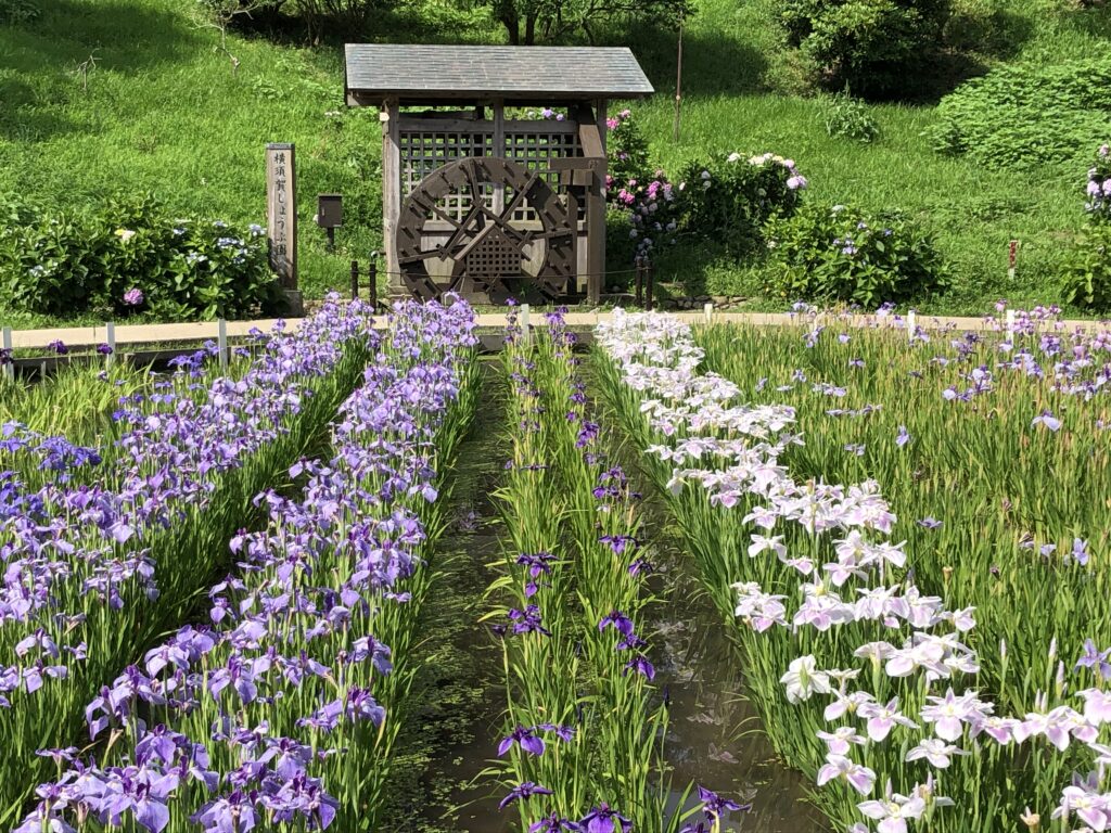 無料発送 開花情報 横須賀しょうぶ園ホームページ | 絵画