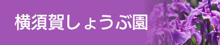 横須賀しょうぶ園